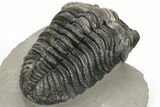 Large Phacopid (Drotops) Trilobite - Multi-Toned Shell Color #235806-5